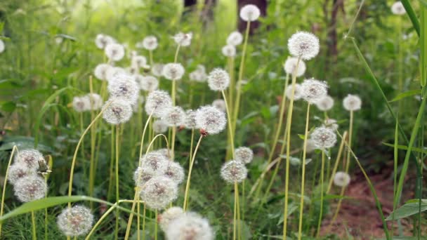 Fluffy Balls Blooming Dandelions Green Meadow Close Loop — Stockvideo
