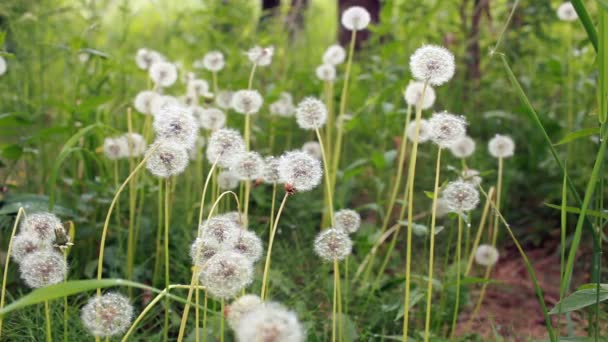 绿色草地上的蒲公英长满绒毛球特写圈 — 图库视频影像