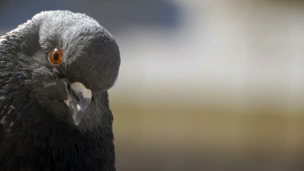 野生の鳩の頭で琥珀色の目を閉じて — ストック動画