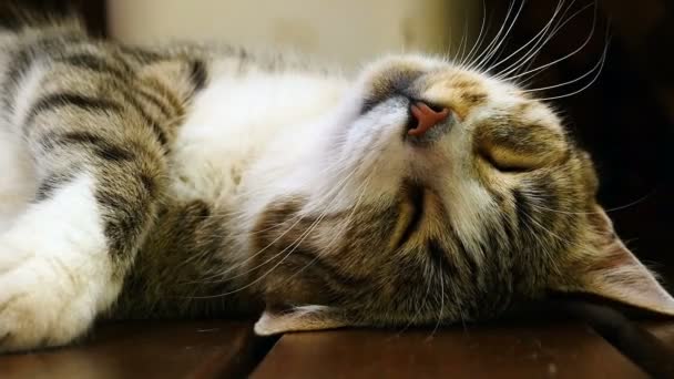 Σπιτική Γάτα Κοιμάται Γλυκά Στην Πλάτη Της Μια Ζεστή Καλοκαιρινή — Αρχείο Βίντεο