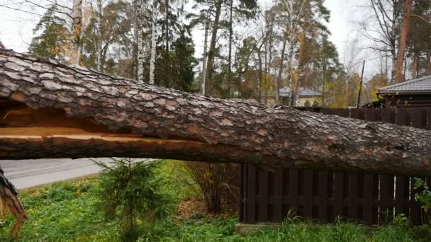 Broken Wind Huge Pine Tree Panorama — Vídeo de Stock