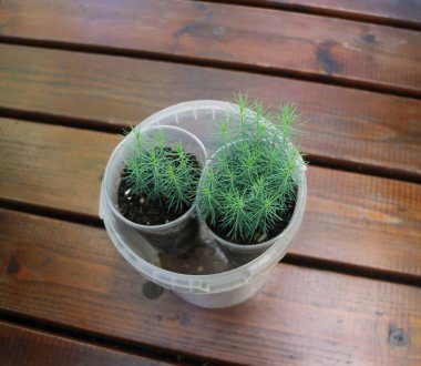 Çiçek saksısında küçük yeşil çam tohumları, yakın plan. 