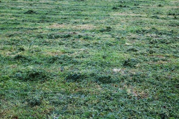 Gemaaid Gras Een Veld Groene Abstracte Achtergrond — Stockfoto