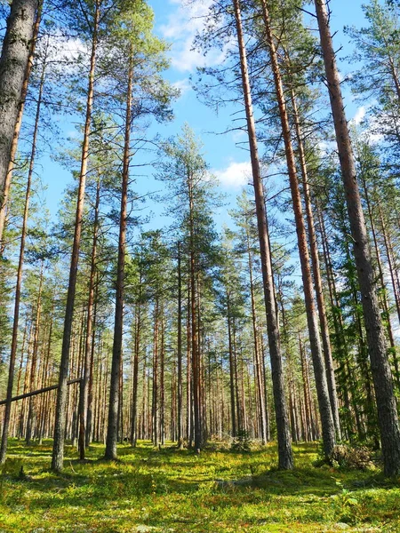 Çam Ormanı Güzel Yaz Manzarası Mavi Gökyüzünde Uzun Çam Ağaçları — Stok fotoğraf