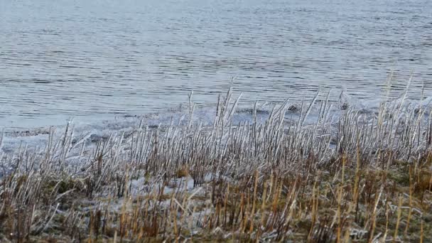 Eiszapfen Trockenen Schilfhalmen Winterlandschaft Der Wasserschleife — Stockvideo