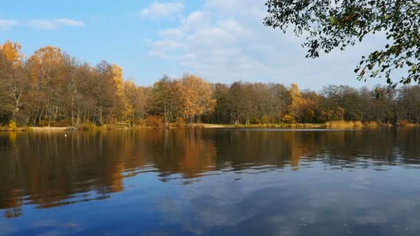 Красивий Краєвид Біля Води Жовта Сонячна Осінь Ліс Відображається Блакитній — стокове відео