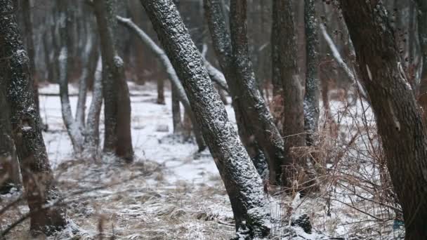 Schneefall Winter Dunkle Baumstämme Waldlandschaft Schleife — Stockvideo