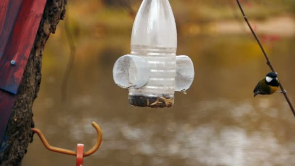 Titmouse Fly Feeder Slow Motion — Stock video