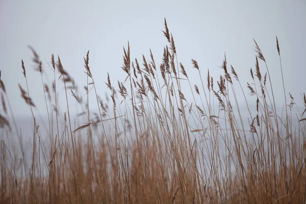 Late Autumn Beginning Winter Snowing Foreground Panicles Dry Reeds Background — Stock Photo, Image