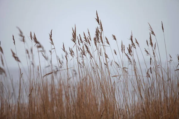 Outono Atrasado Começo Inverno Neva Foreground Panículas Dos Juncos Secos — Fotografia de Stock