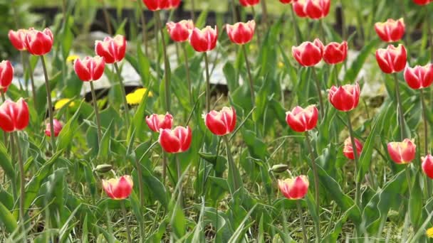 Banyak Tulip Merah Yang Indah Padang Rumput Hijau Pemandangan Musim — Stok Video