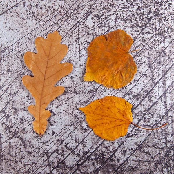 Yellow Dry Leaves Asphalt End Autumn — Stock Photo, Image