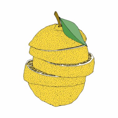 Limon. Beyaz arka planda izole bir illüstrasyon. El çizimi.