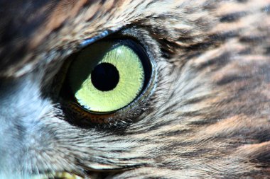 küçük hawk eye
