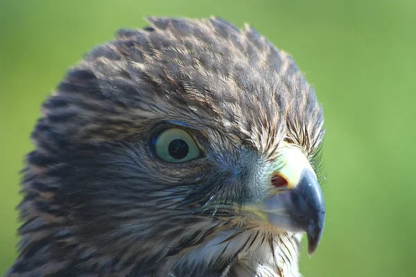 The hawk creeps — Stock Photo, Image