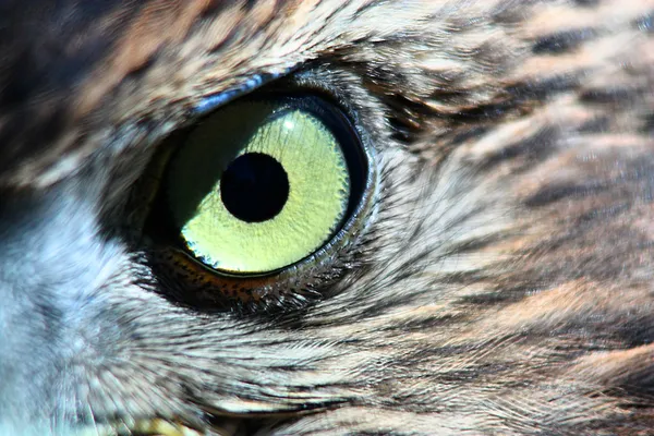 Små hawk eye — Stockfoto