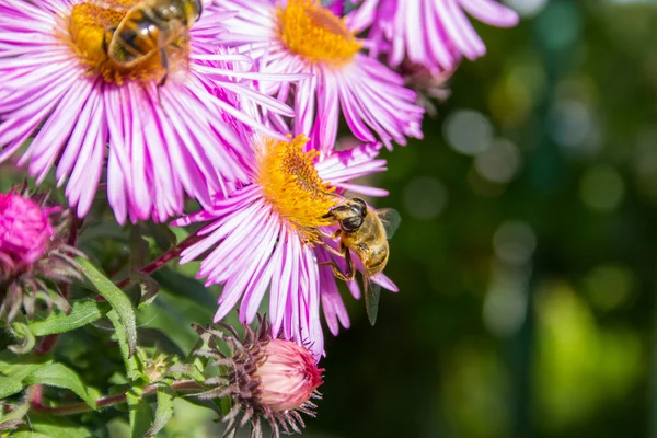 Bee bunga penyerbukan — Stok Foto