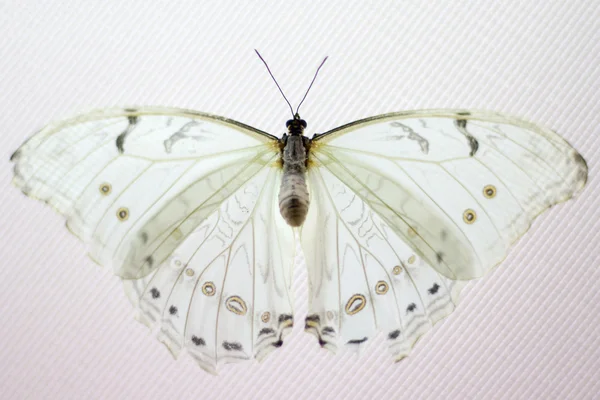 Borboleta de beleza na natureza — Fotografia de Stock