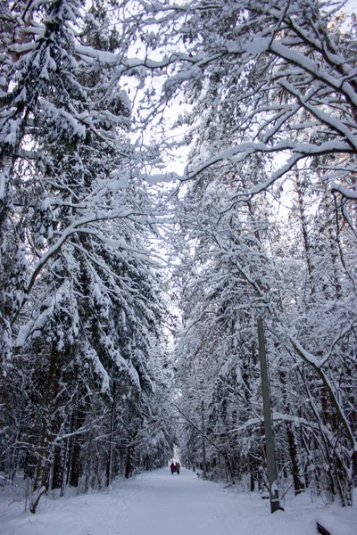 Снежный зимний лес — стоковое фото