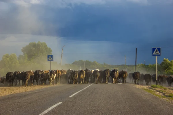 Коровы на дороге . — стоковое фото