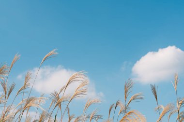 Kore, Seul 'deki Banpo Han nehir parkında sonbahar kamışı.