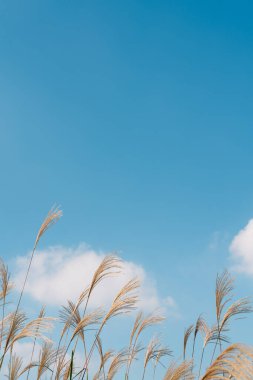 Kore, Seul 'deki Banpo Han nehir parkında sonbahar kamışı.