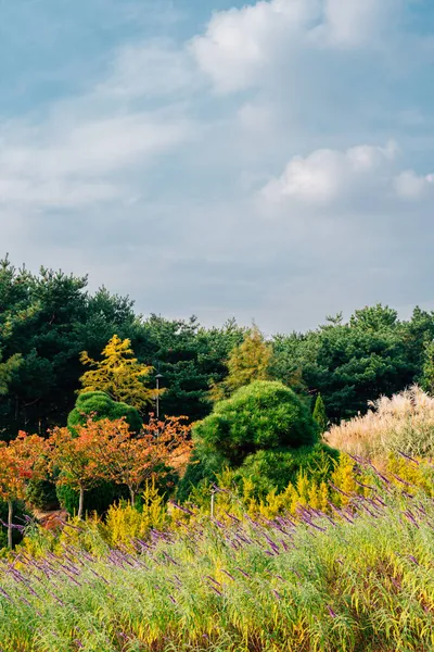 Hanbat Arboretum Φθινοπωρινό Τοπίο Στη Φύση Daejeon Κορέα — Φωτογραφία Αρχείου