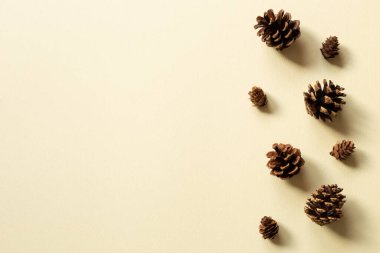 Bej arka planda çam kozalakları. Sonbahar ve kış konsepti