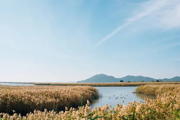 Suncheonman Bay Wetland Reed Field Autumn Suncheon Korea — Stock Photo, Image