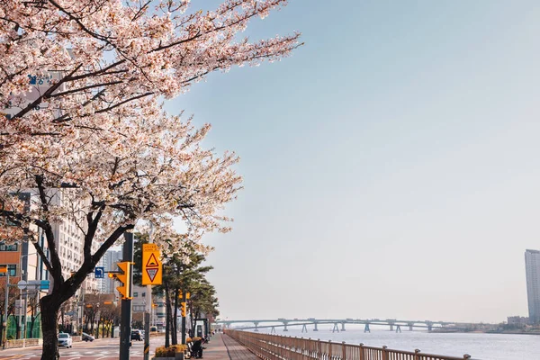Wolgot Küstenstraße Mit Frühlingskirschblüten Siheung Korea — Stockfoto
