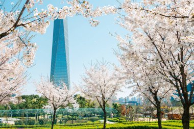 Incheon, Kore 'de kiraz çiçekli Songdo Central Park