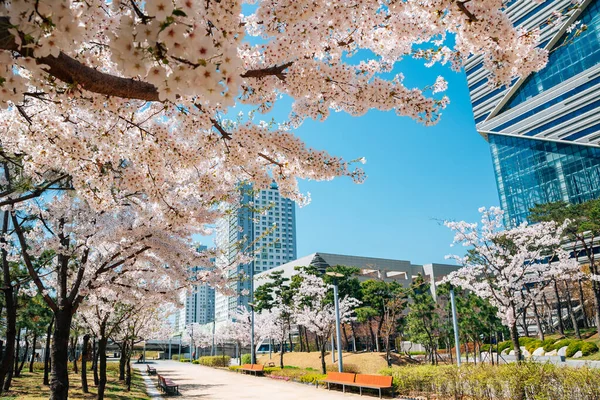 Incheon, Kore 'de kiraz çiçekli Songdo Central Park