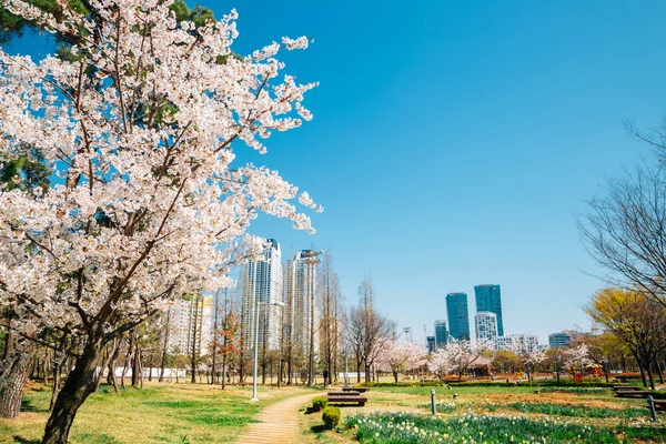 Songdo Sunrise Park Avec Fleur Cerisier Gratte Ciel Incheon Corée — Photo