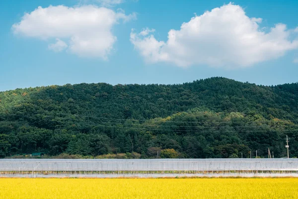 Daegu, Kore 'deki altın çeltik tarlası ve dağ