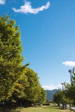 Kore, Hanam 'daki Misa Gyeongjeong Park yeşil ormanı.