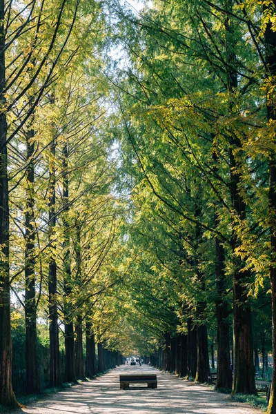 Metasequoia Jalan Hutan Hijau Damyang Korea — Stok Foto