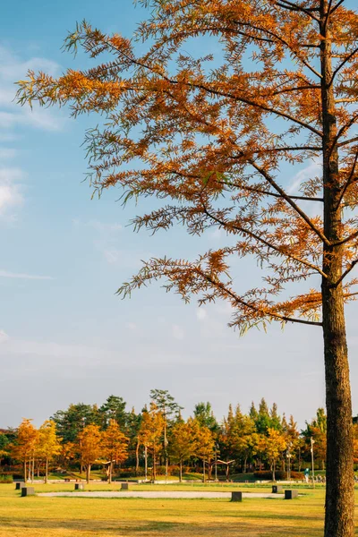 Las Jesienny Hanbat Arboretum Daejeon Korea — Zdjęcie stockowe