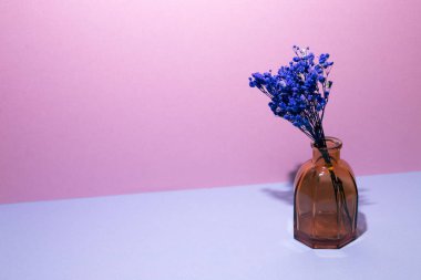 Mavi masasında mavi bebek nefesli vazo çiçekleri. Pembe duvar arka planı. ev içi