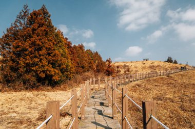 Yeongju Dağı Oreum volkanik koni yürüyüş yolu kışın Kore Jeju Adası 'nda