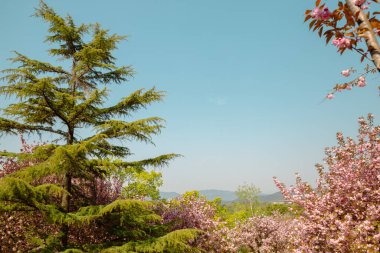 Kore, Gyeongju 'daki Bulguksa Tapınağı bahar kiraz çiçekleri bahçesi.