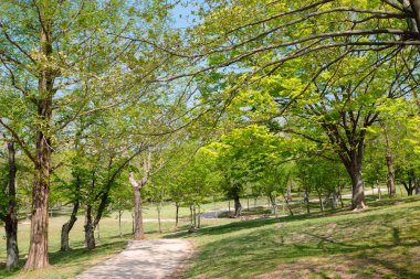 Kore, Gyeongju 'daki Bulguksa Tapınağı yeşil orman yolu.