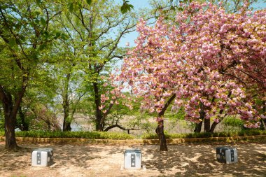 Kore, Gyeongju 'da bahar kiraz çiçekleriyle Bomun Gölü