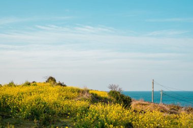 Sarı tecavüz çiçekleri ve deniz, Jeju Olle Yolu 17. yol Jeju Adası, Kore
