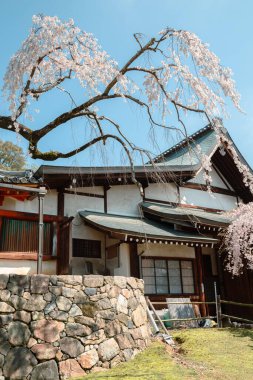Japonya, Nara 'da kiraz çiçekli Himuro türbesi
