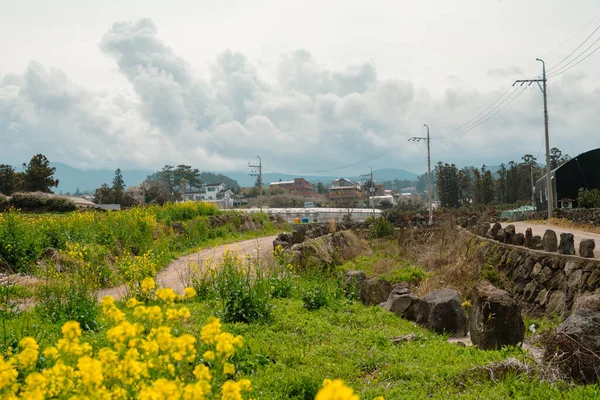 韓国済州島の光陽里農村と黄色い菜の花畑 — ストック写真