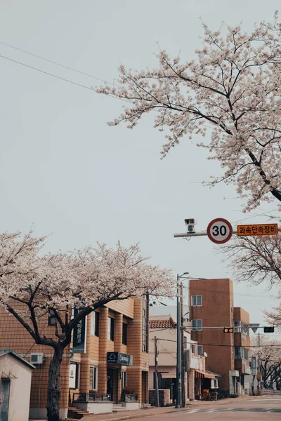 Insel Jeju Korea März 2022 Straße Der Kirschblüten Gwangnyeong — Stockfoto