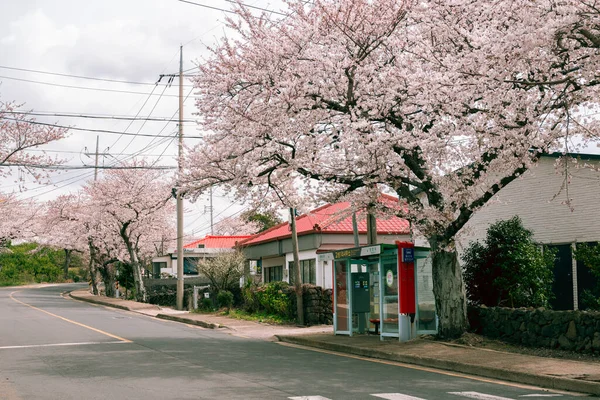 Insel Jeju Korea März 2022 Aewol Eup Goseong Dorf Kirschblüten — Stockfoto