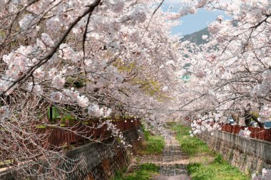 Kore, Changwon 'da Jinhae Yeojwacheon deresi kiraz çiçekleri yolu.