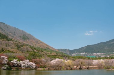 Kore, Changwon 'daki Jinhae NFRDI Çevre Parkı' nda bahar manzarası