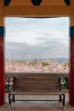 Sarabong Park, Jeju Adası, Kore 'de kiraz çiçekleriyle dolu boş bir bank.